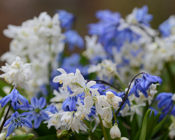 Пролеска Сибирская Scilla Siberica