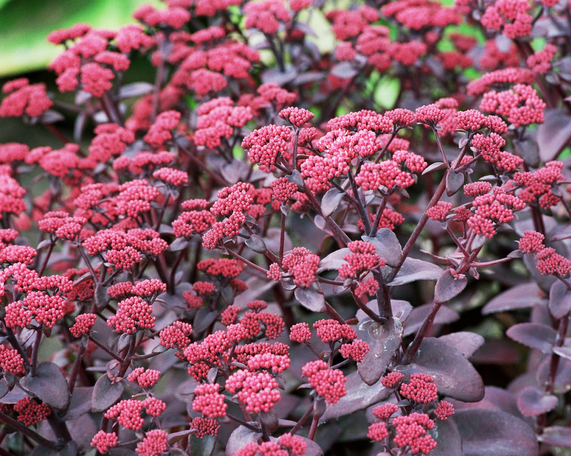 Sedum 'Xenox' bare roots — Buy dusky pink 'Stonecrop' online at Farmer ...