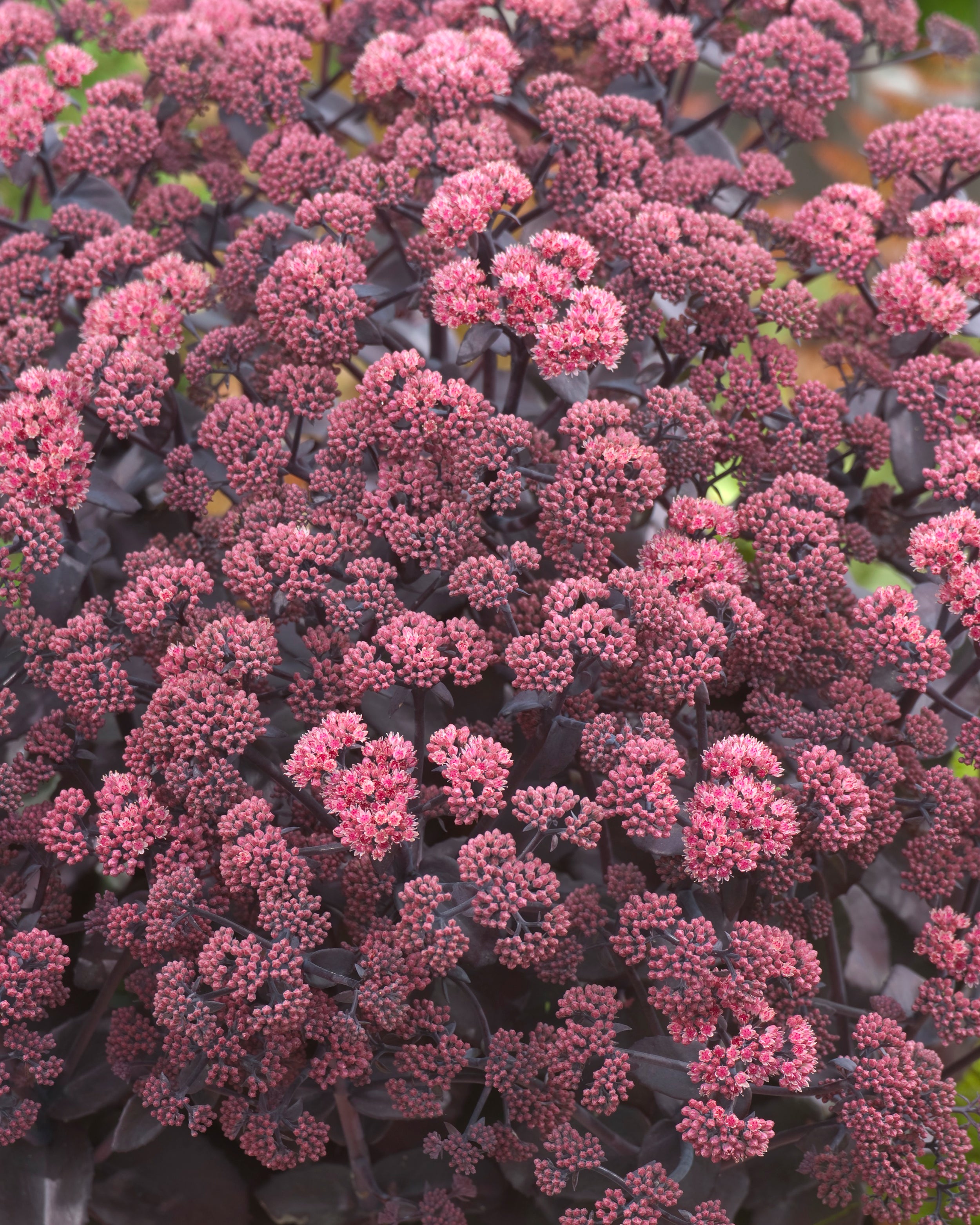 Sedum 'Xenox' bare roots — Buy dusky pink 'Stonecrop' online at Farmer ...