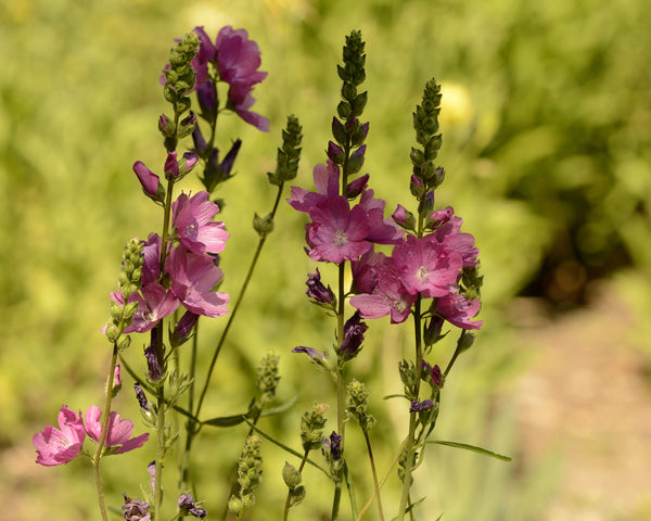 Sidalcea Candy Girl Bare Roots — Buy Pink Prairie Mallow Online At