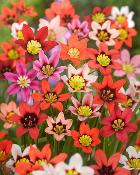 Sparaxis Mixed Colours Bulbs Buy Harlequin Flowers Online At Farmer Gracy Uk