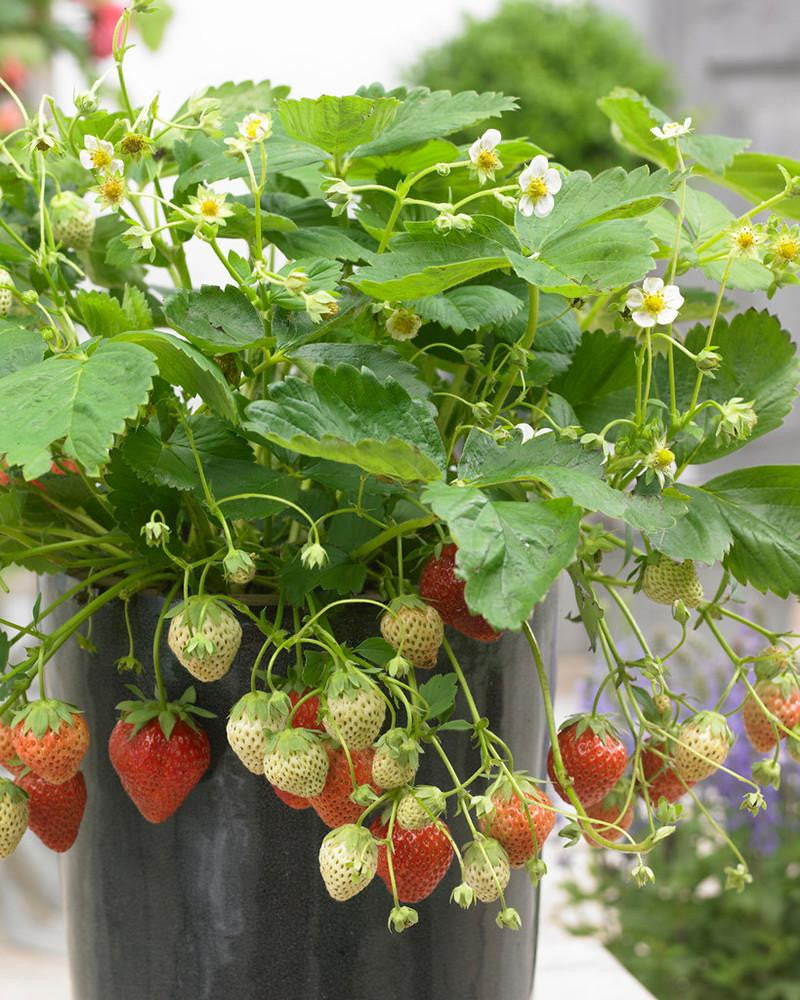 Strawberry 'Korona' Plants (Bare Roots) - Buy online at Farmer Gracy UK