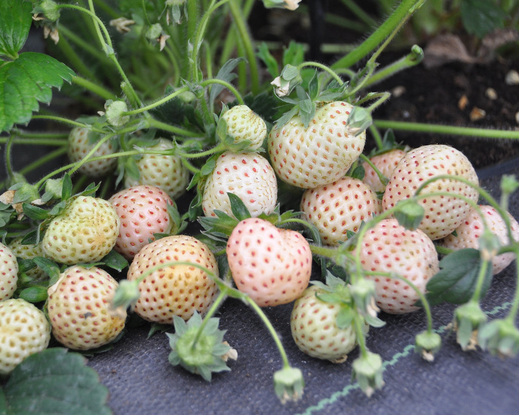 White strawberry plants