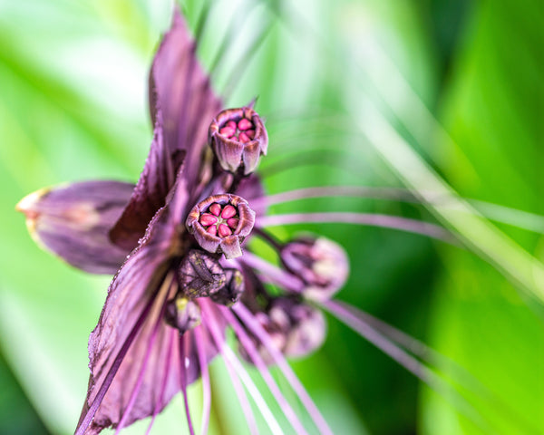 Tacca Chantrieri Black Rhizomes Buy Black Bat Flower Plants Online At Farmer Gracy Uk