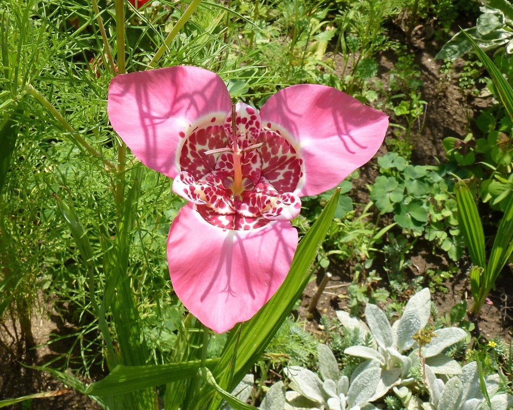 Tigridia pavonia 'Mixed Colours' bulbs — Buy Tiger Flowers online at