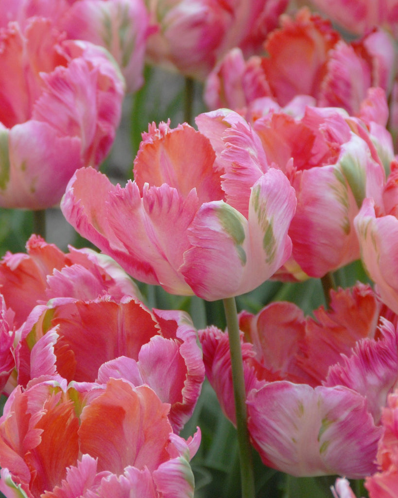 Tulip 'Apricot Parrot' bulbs — Buy online at Farmer Gracy UK