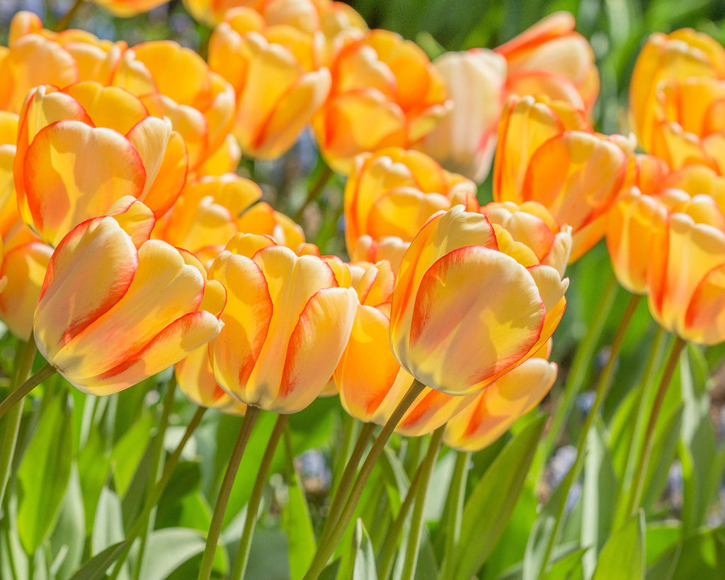 Tulip 'Beauty of Spring' Bulbs - Buy online at Farmer Gracy UK
