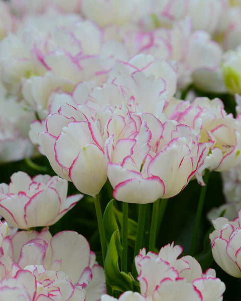 Tulip 'Belicia' Bulbs - Buy online at Farmer Gracy UK