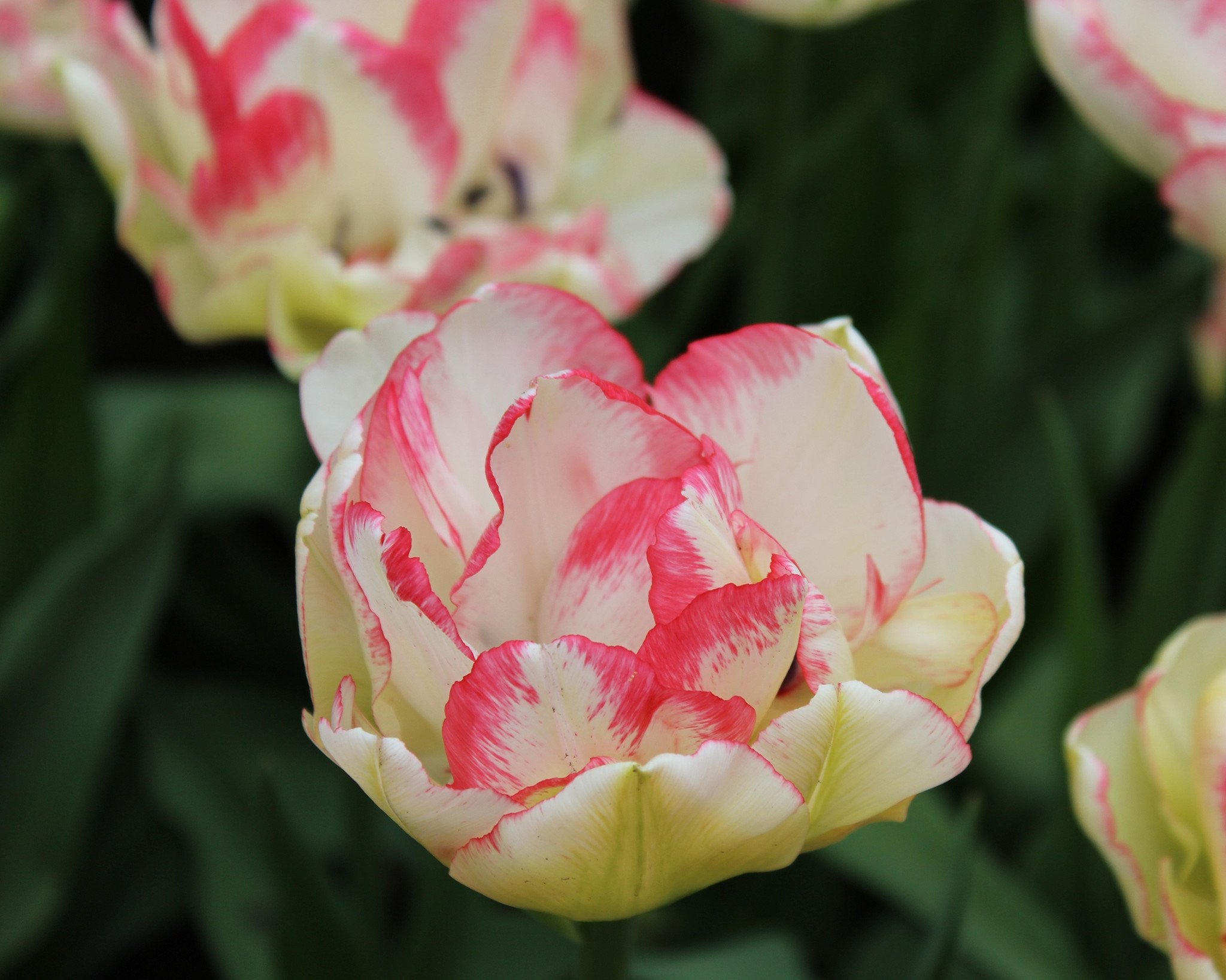 Tulip 'Belicia' bulbs — Buy online at Farmer Gracy UK