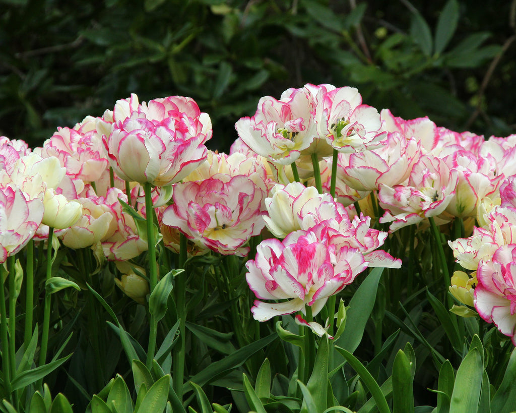 Tulip 'Belicia' bulbs — Buy online at Farmer Gracy UK