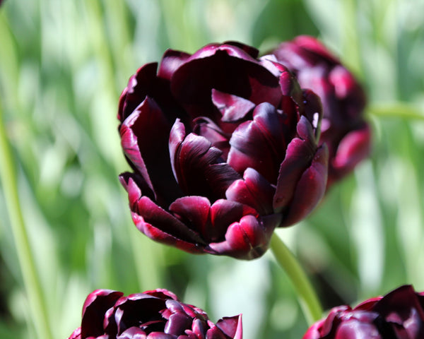 Tulip 'Black Hero' Bulbs - Buy online at Farmer Gracy UK