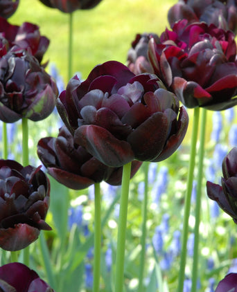 Tulipe 'Black Hero'