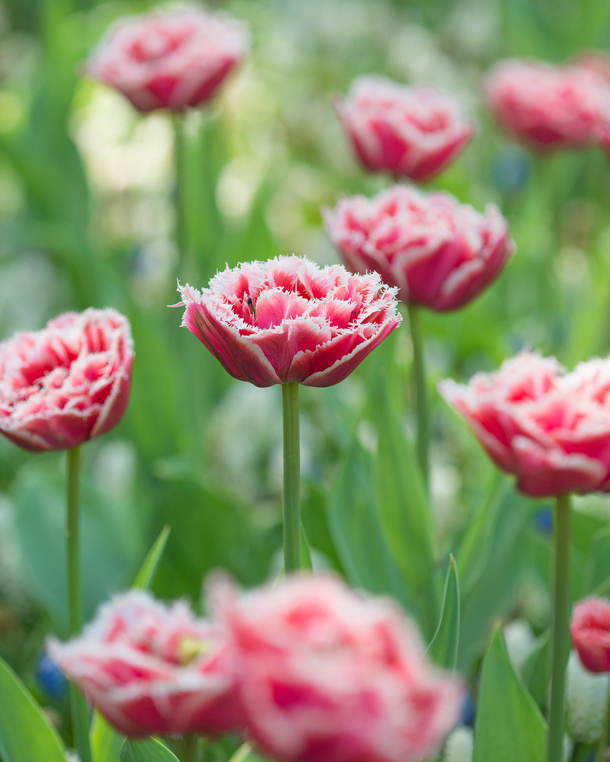 Тюльпан брест фото. Тюльпан Queensland. Тюльпан Sweet Rosy. Тюльпан Квинсленд фото. Tulip Brest.