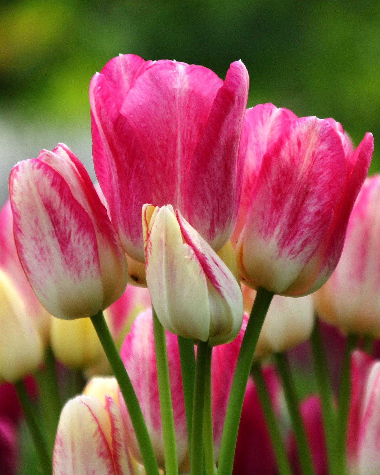 Tulip 'Candy Club' bulbs — Buy online at Farmer Gracy UK