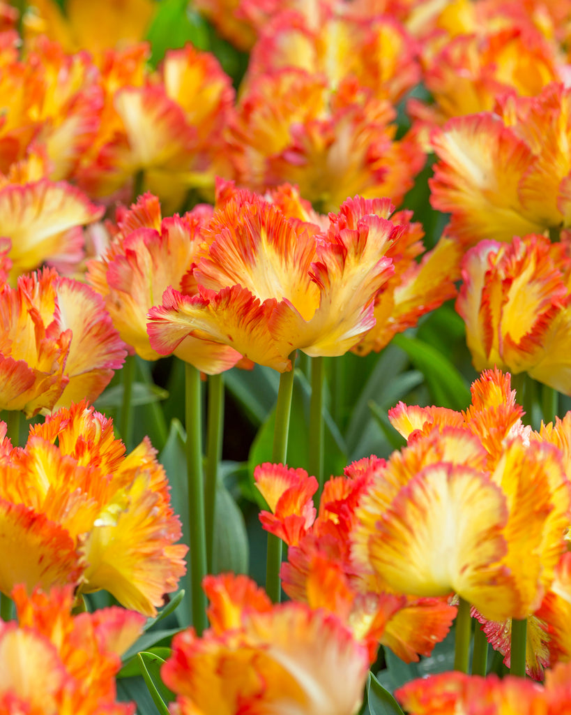 Tulip 'Caribbean Parrot' bulbs — Buy online at Farmer Gracy UK