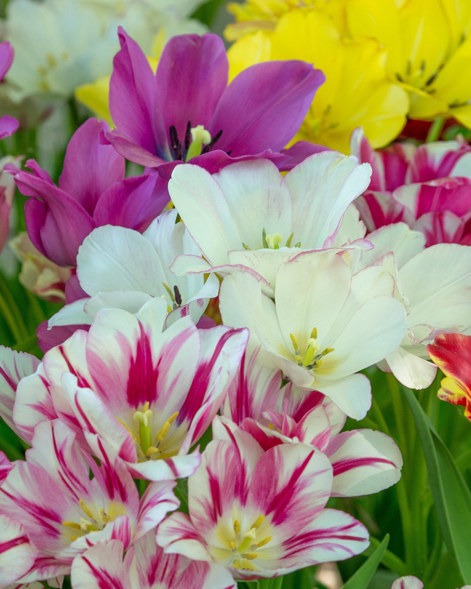 Club Mix' Tulip collection — Buy online at Farmer Gracy UK