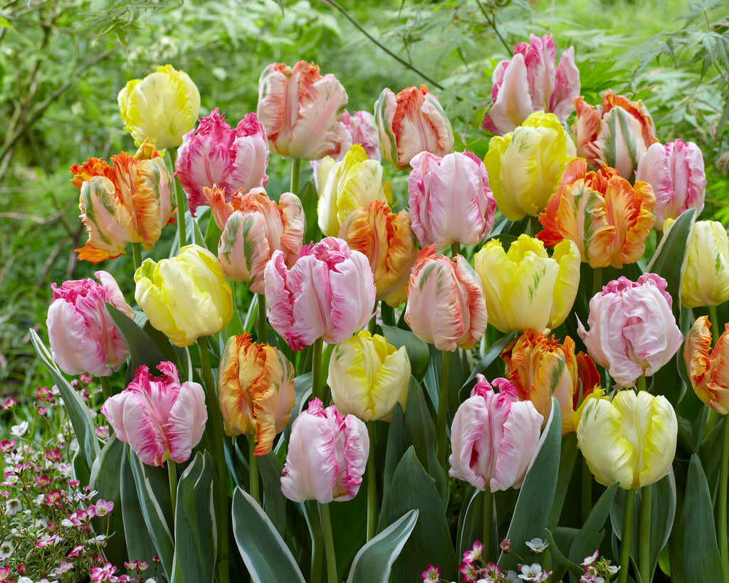 'Pastel Parrots' tulip collection — Buy pastel-coloured parrot tulips ...