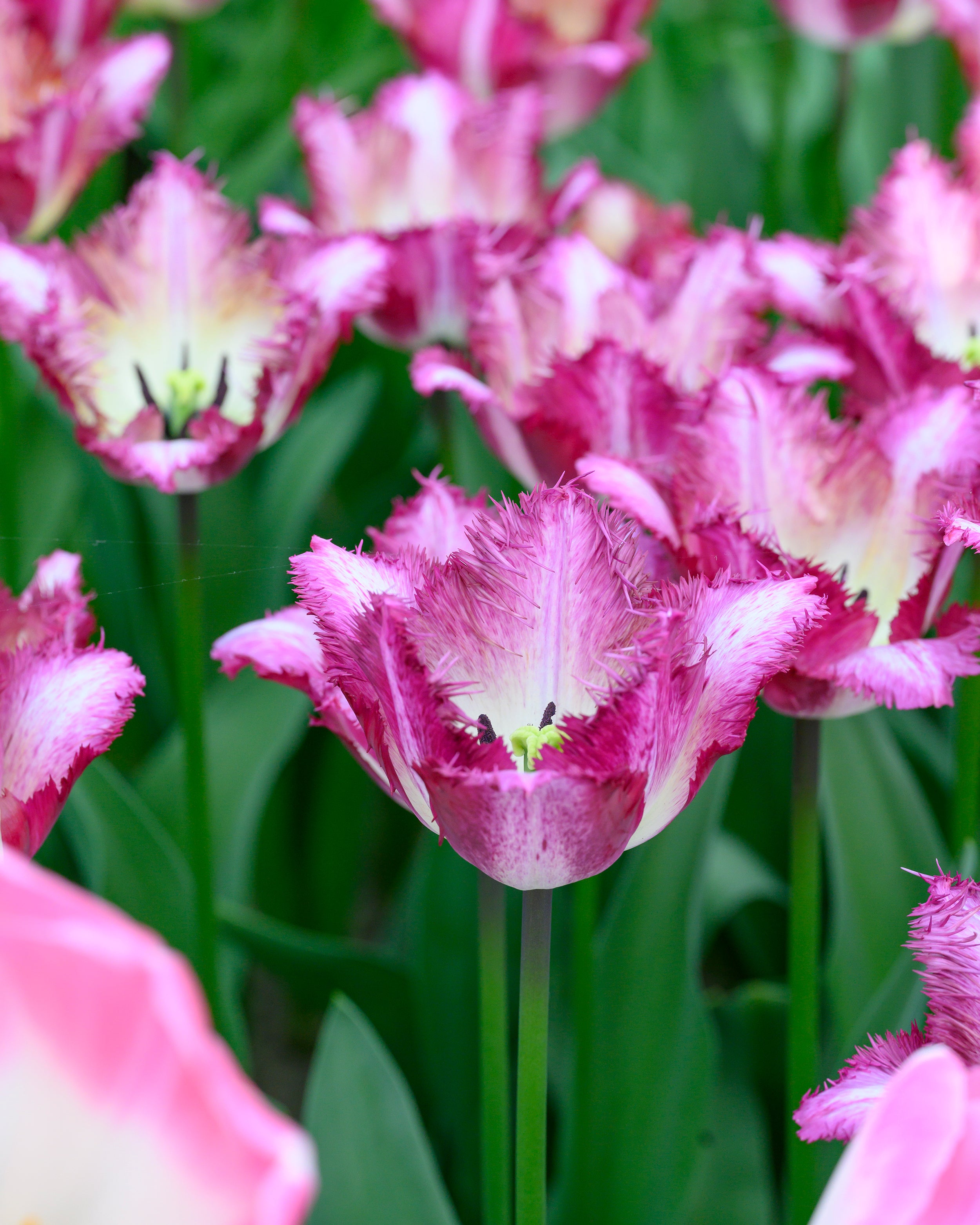 Tulip 'Colour Fusion' bulbs — Buy online at Farmer Gracy UK