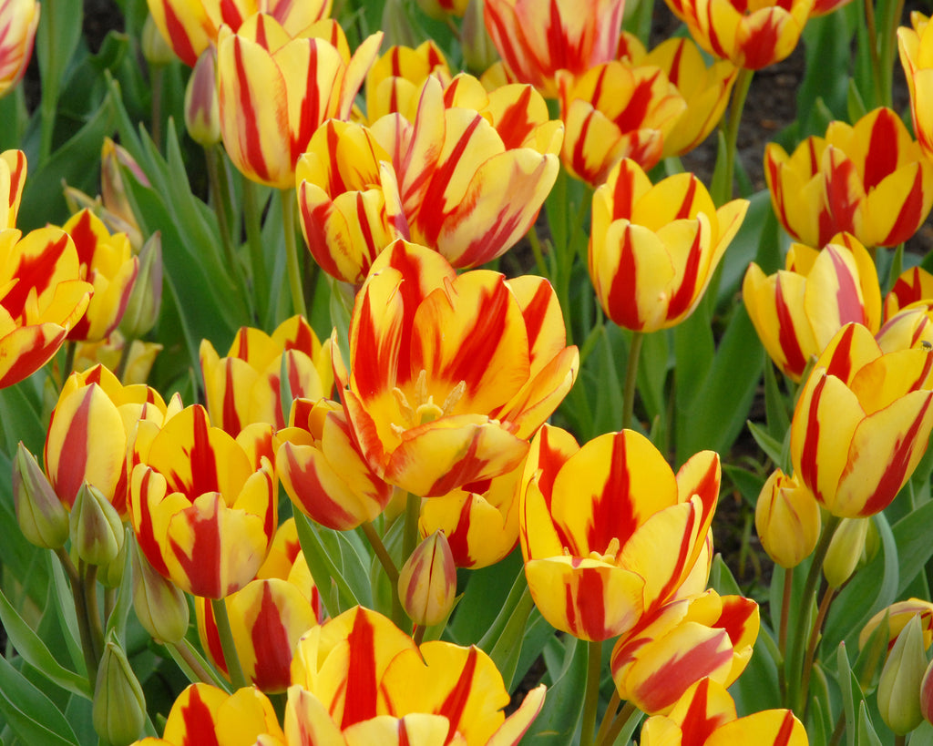 Tulip 'Colour Spectacle' Bulbs - Buy online at Farmer Gracy UK