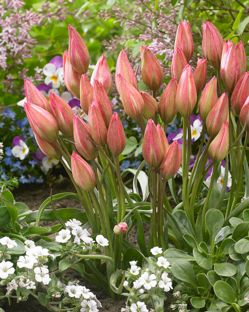 Tulip 'Danique' bulbs — Buy online at Farmer Gracy UK