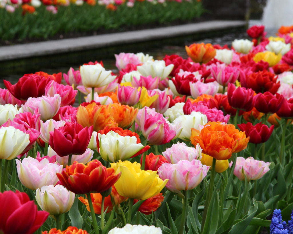  Double Tulips  Mixed Colours Bulbs Buy online at Farmer 