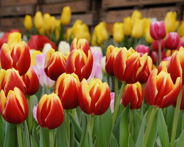 Tulip 'Dow Jones' Bulbs - Buy online at Farmer Gracy UK