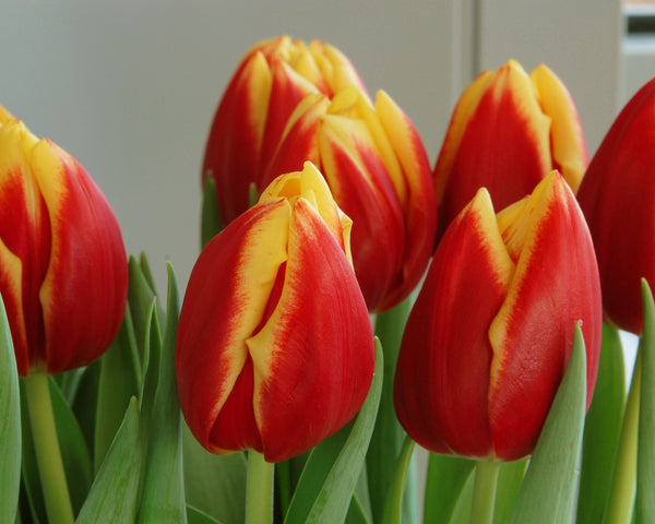 Tulip 'Dow Jones' Bulbs - Buy online at Farmer Gracy UK