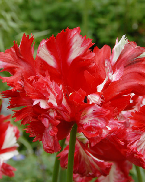 Tulip 'Estella Rijnveld' Bulbs - Buy online at Farmer Gracy UK