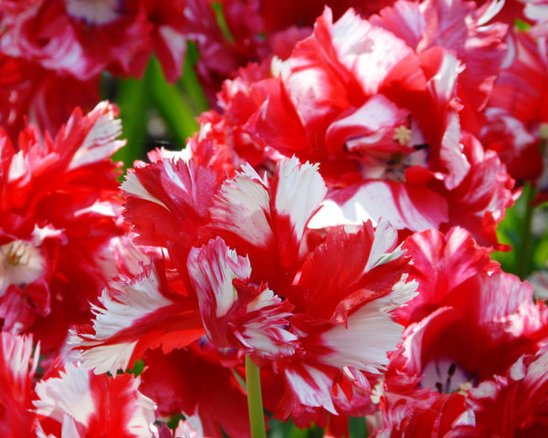 Tulip 'Estella Rijnveld' Bulbs - Buy online at Farmer Gracy UK