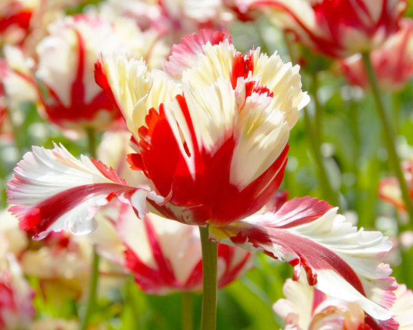 Tulip 'Flaming Parrot' Bulbs - Buy online at Farmer Gracy UK