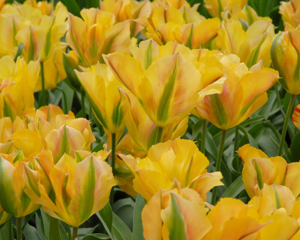 Tulip Golden Artist