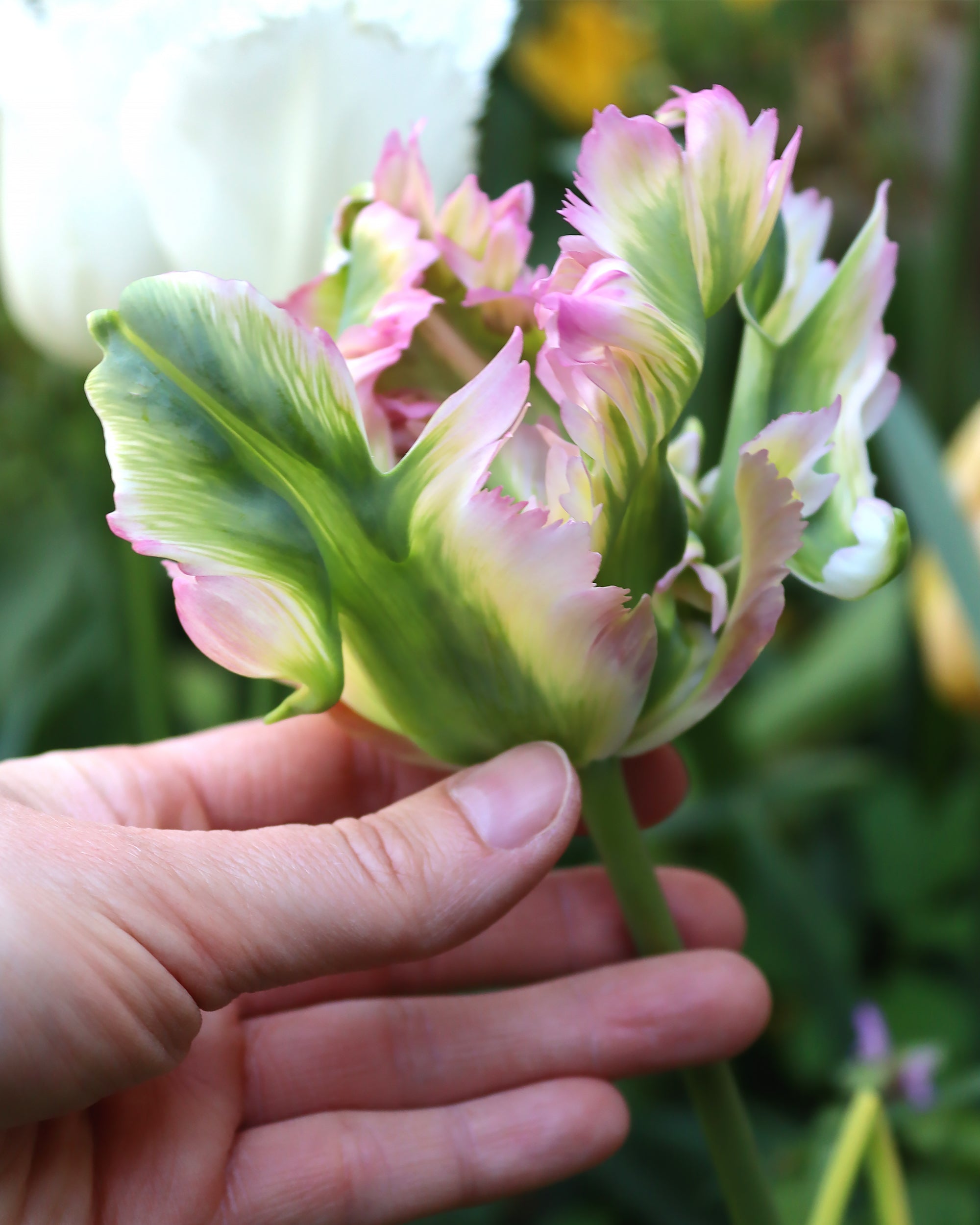 Tulip Green Wave Bulbs — Buy Online At Farmer Gracy Uk