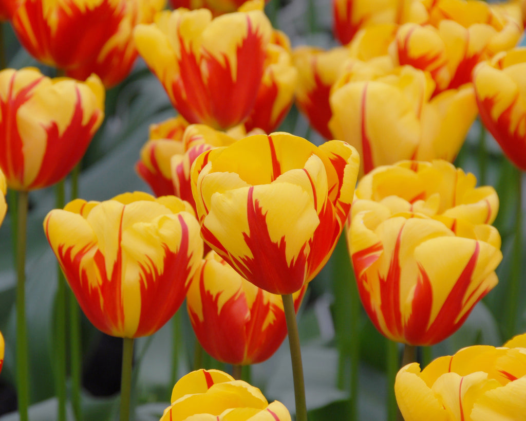 Tulip 'Holland Queen' Bulbs Buy online at Farmer Gracy UK