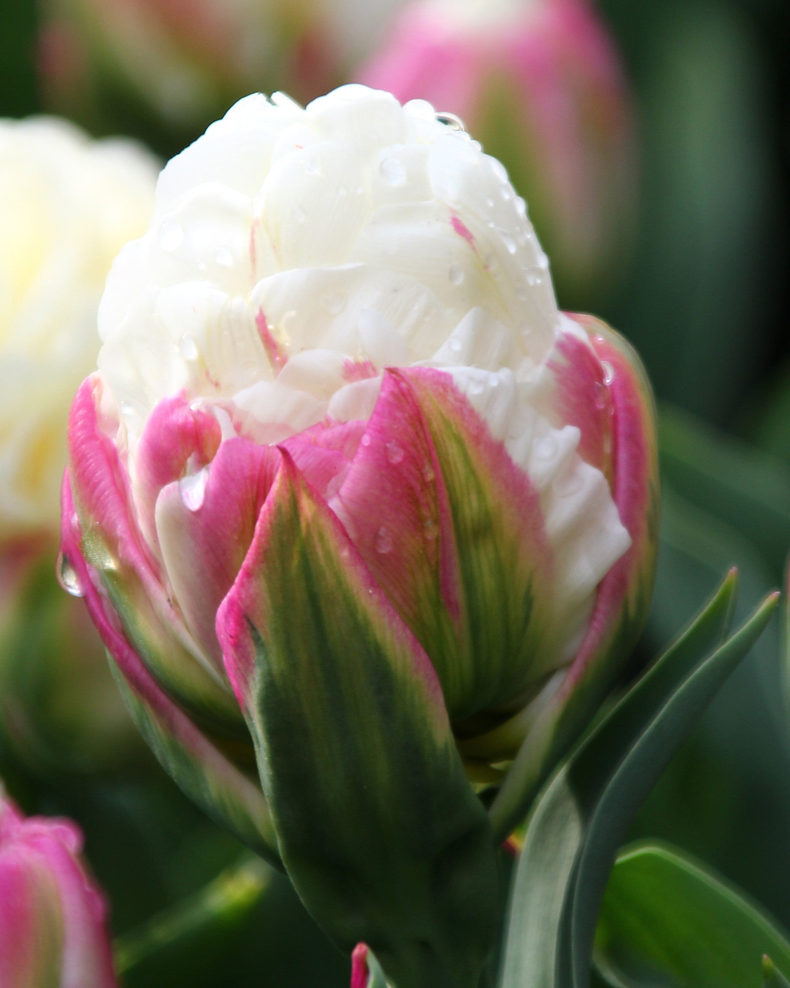 Tulip 'Ice Cream' bulbs — Buy online at Farmer Gracy UK