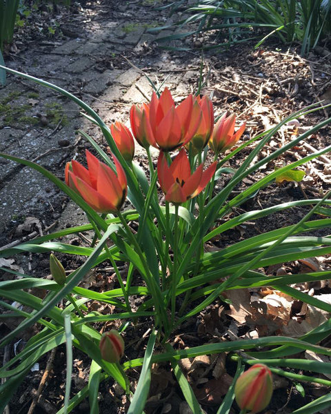 Tulip 'Little Princess' Bulbs - Buy online at Farmer Gracy UK