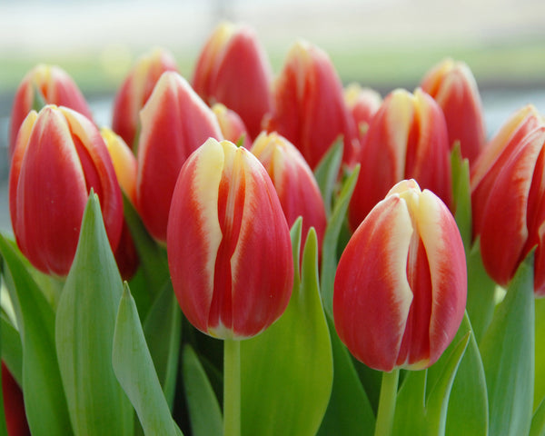 Tulip Lucky Strike Bulbs - Buy online at Farmer Gracy UK