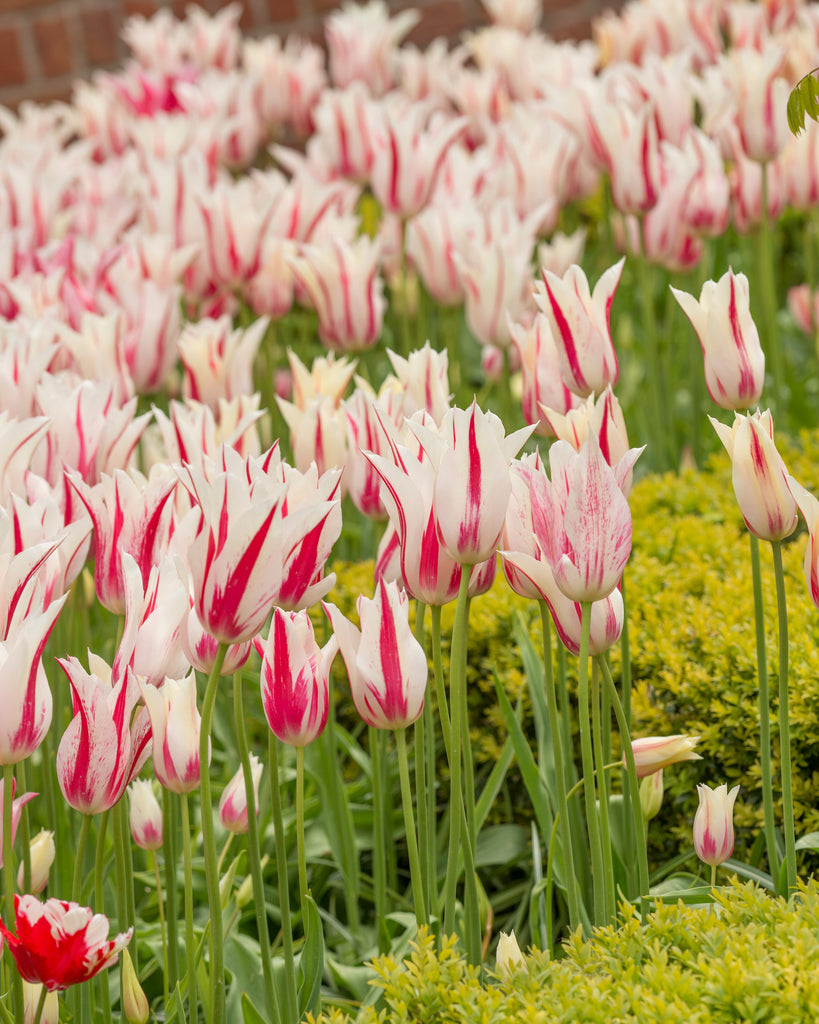 Tulip 'Marilyn' Bulbs - Buy online at Farmer Gracy UK