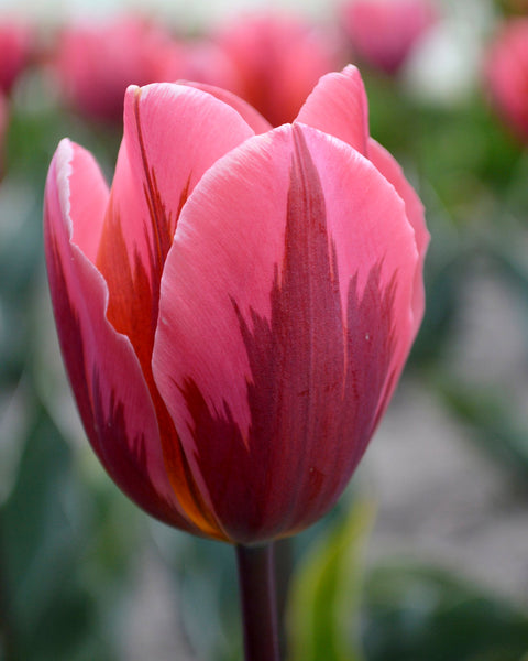 Tulip Bulbs — Buy online at Farmer Gracy UK