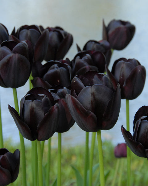 Queen Of The Night Tulip Bouquet