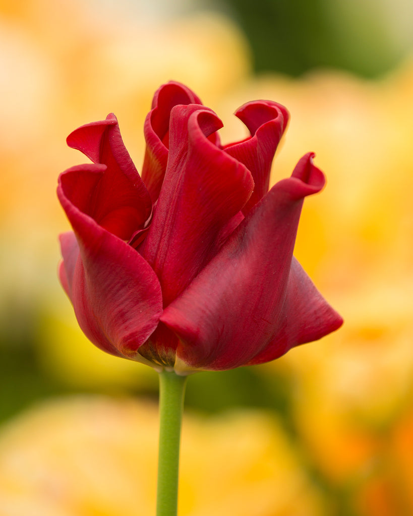 Tulip 'Red Dress' bulbs — Buy online at Farmer Gracy UK