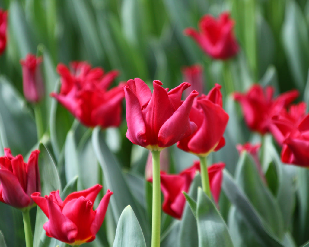 Tulip 'Red Dress' bulbs — Buy online at Farmer Gracy UK