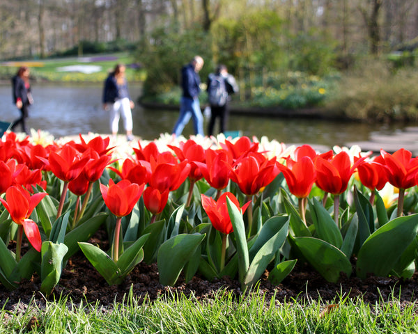 Tulip 'Showwinner' Bulbs - Buy online at Farmer Gracy UK