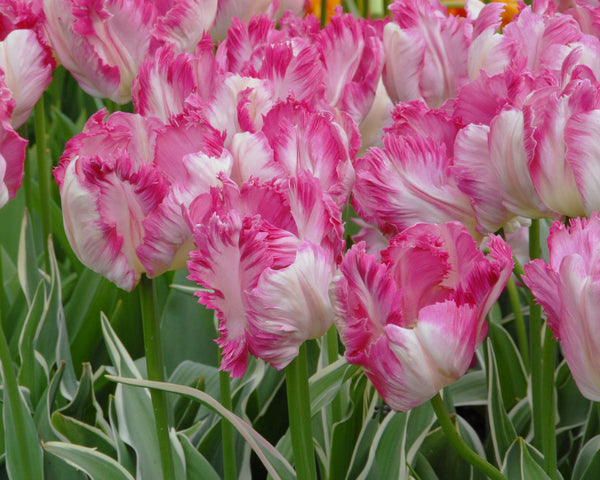 Tulip Silver Parrot Bulbs - Buy online at Farmer Gracy UK