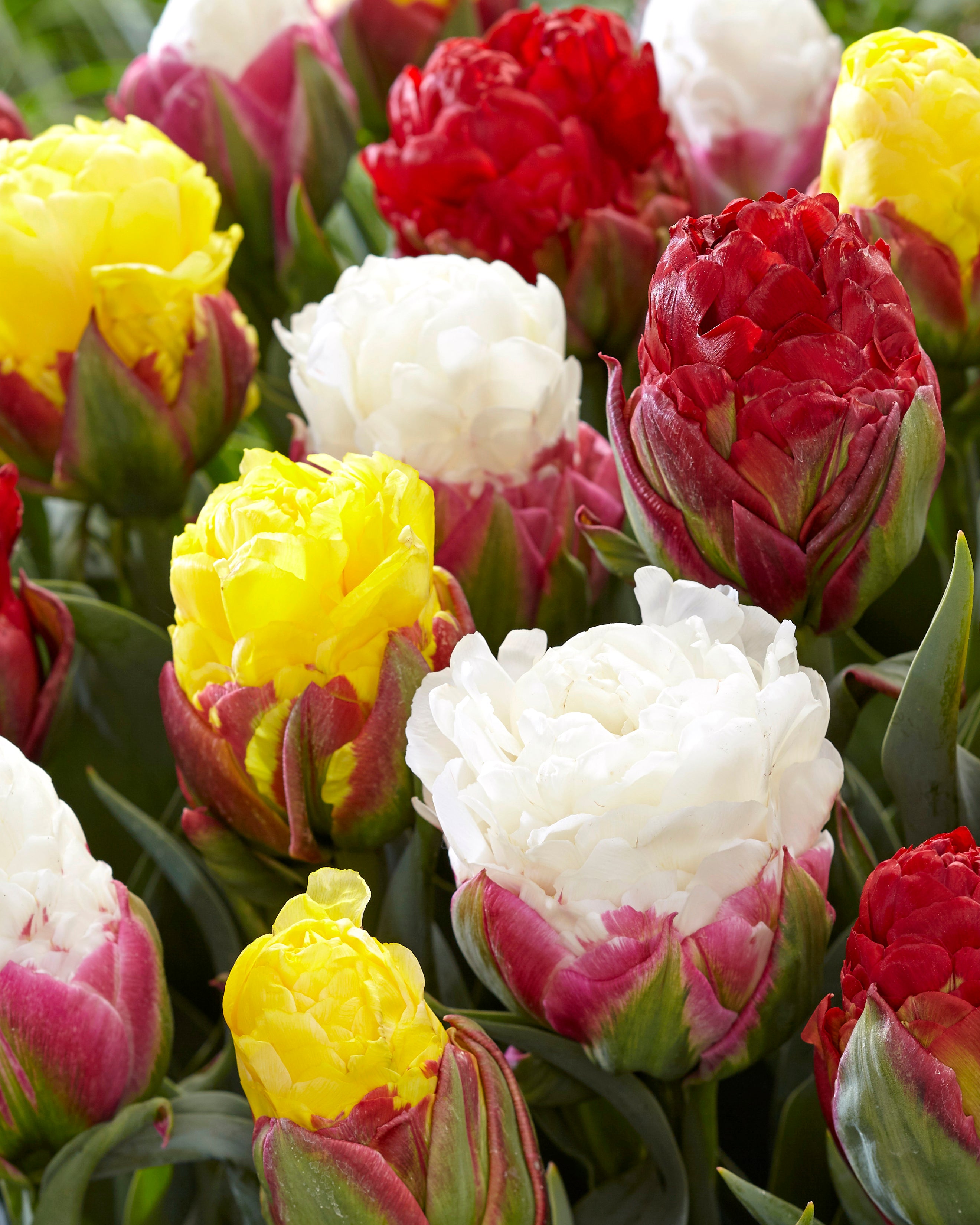 Tulip collection 'Sorbetto' bulbs — Buy mixed 'Ice Cream' tulips online at  Farmer Gracy UK