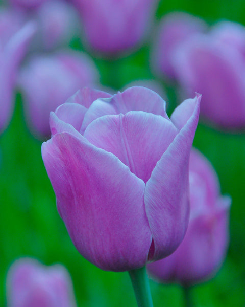 Tulip 'Violet Beauty' Bulbs - Buy online at Farmer Gracy UK