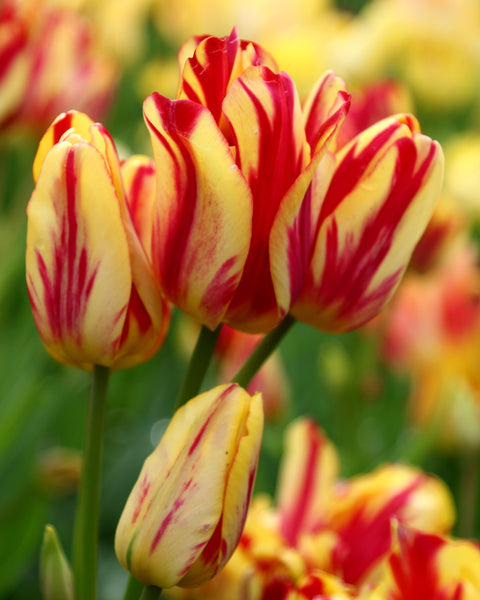 Buy Multi-Flowering Tulip Bulbs UK - Order online at Farmer Gracy