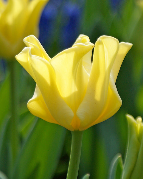 Tulip 'Yellow Crown' bulbs — Buy online at Farmer Gracy UK