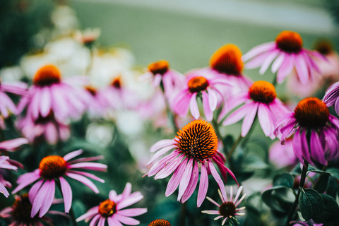 Echinacea