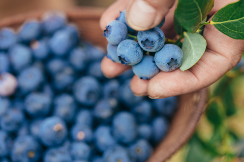 Lush Blueberries full of Antioxidants