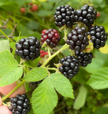blackberry bush at jewelry designer Janet Mavec's farm